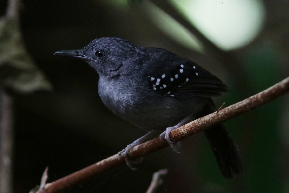 Spot-winged Antbird - Richard Dunn
