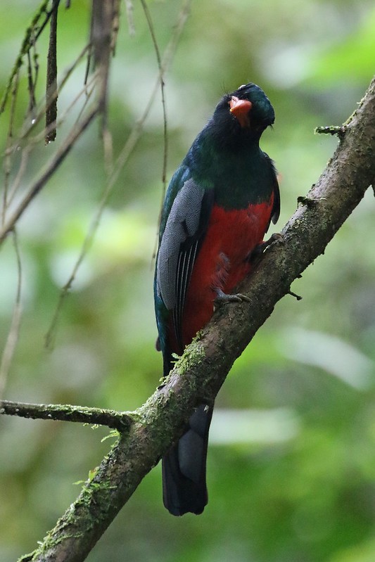 Slaty-tailed Trogon (Massena) - ML619182569