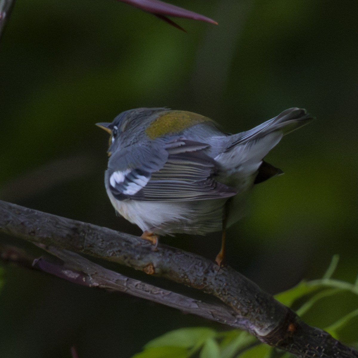 Northern Parula - P W