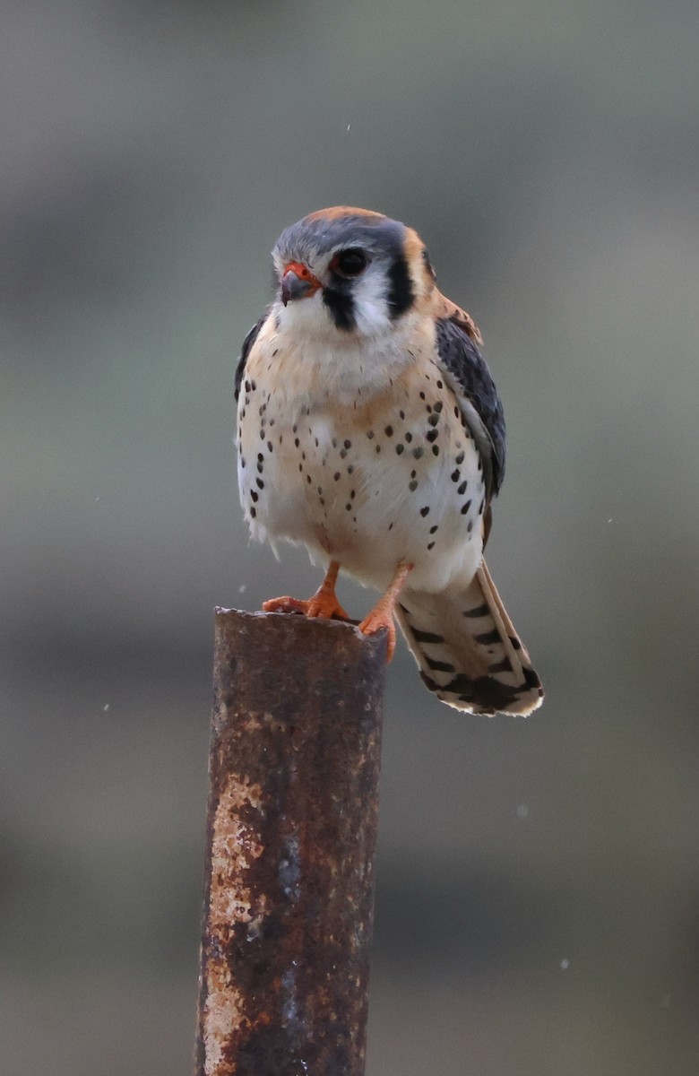 American Kestrel - Susan Hovde