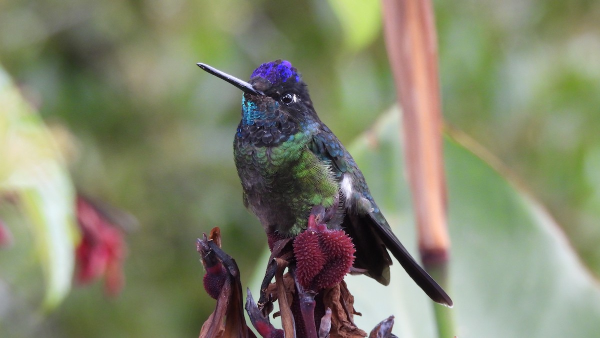 Talamanca Hummingbird - Karen Evans
