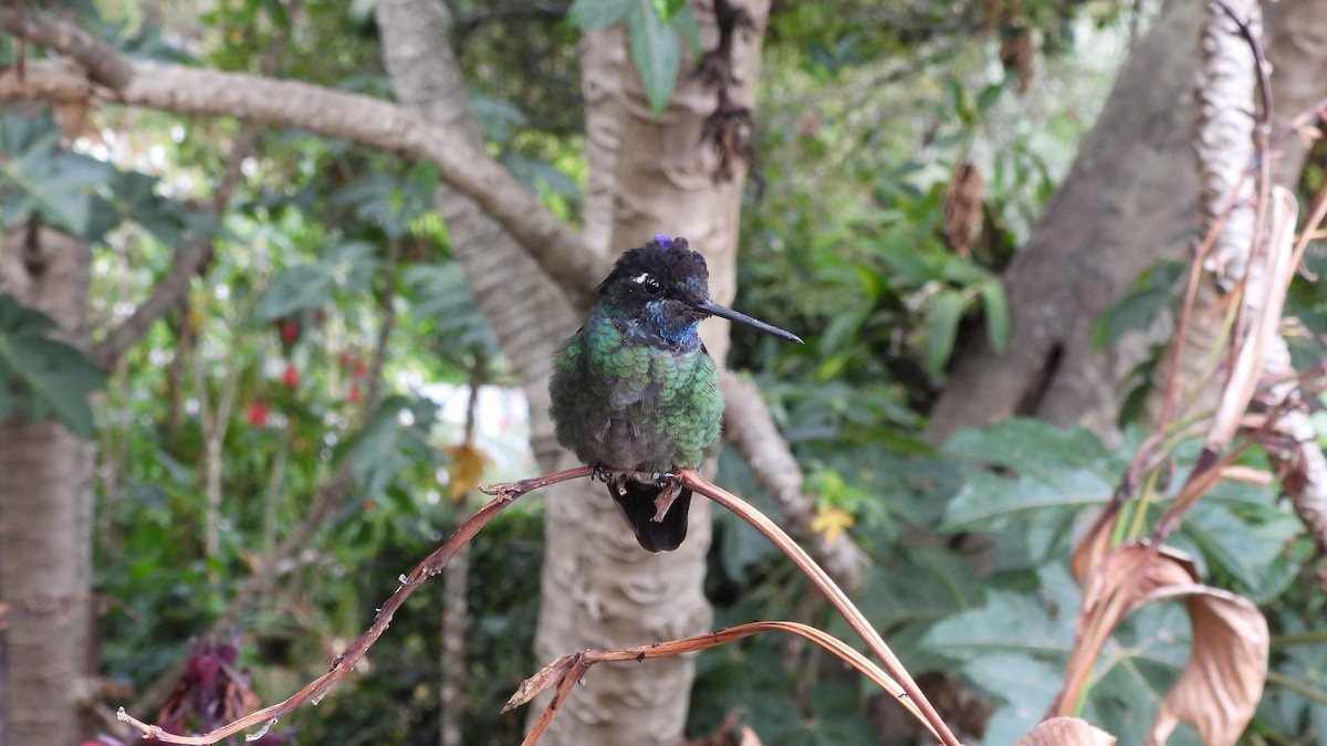 Talamanca Hummingbird - Karen Evans
