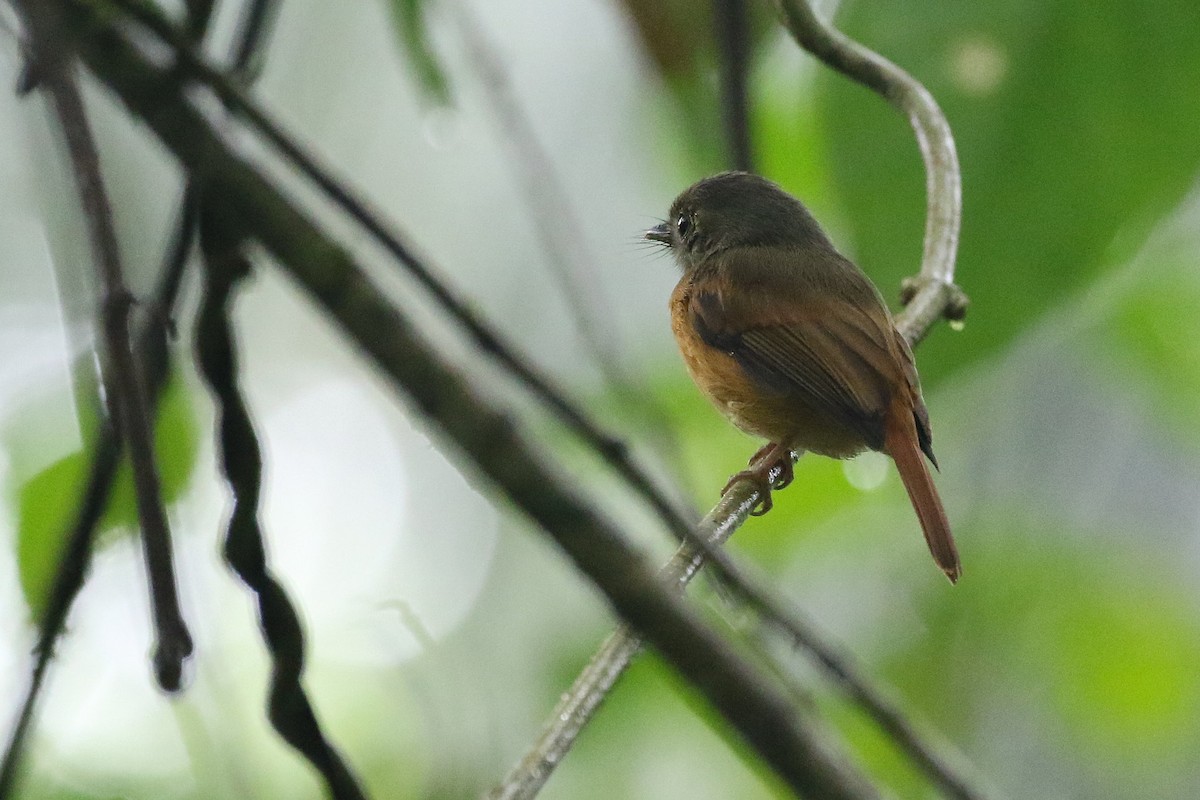 Ruddy-tailed Flycatcher - ML619182610