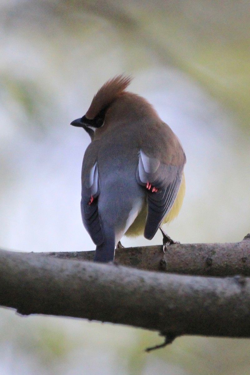 Cedar Waxwing - Suzanne Picard