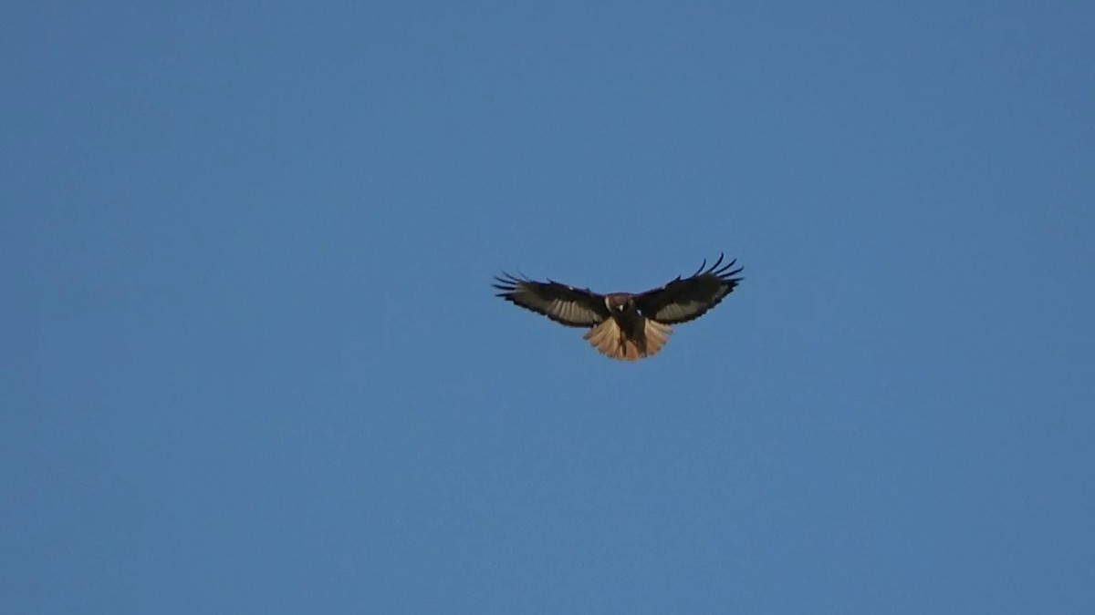 Red-tailed Hawk - Bruce Schine