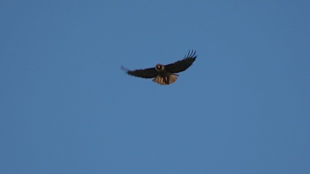 Red-tailed Hawk - Bruce Schine
