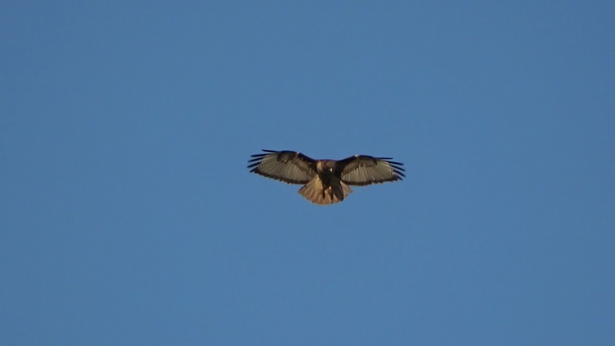 Red-tailed Hawk - Bruce Schine