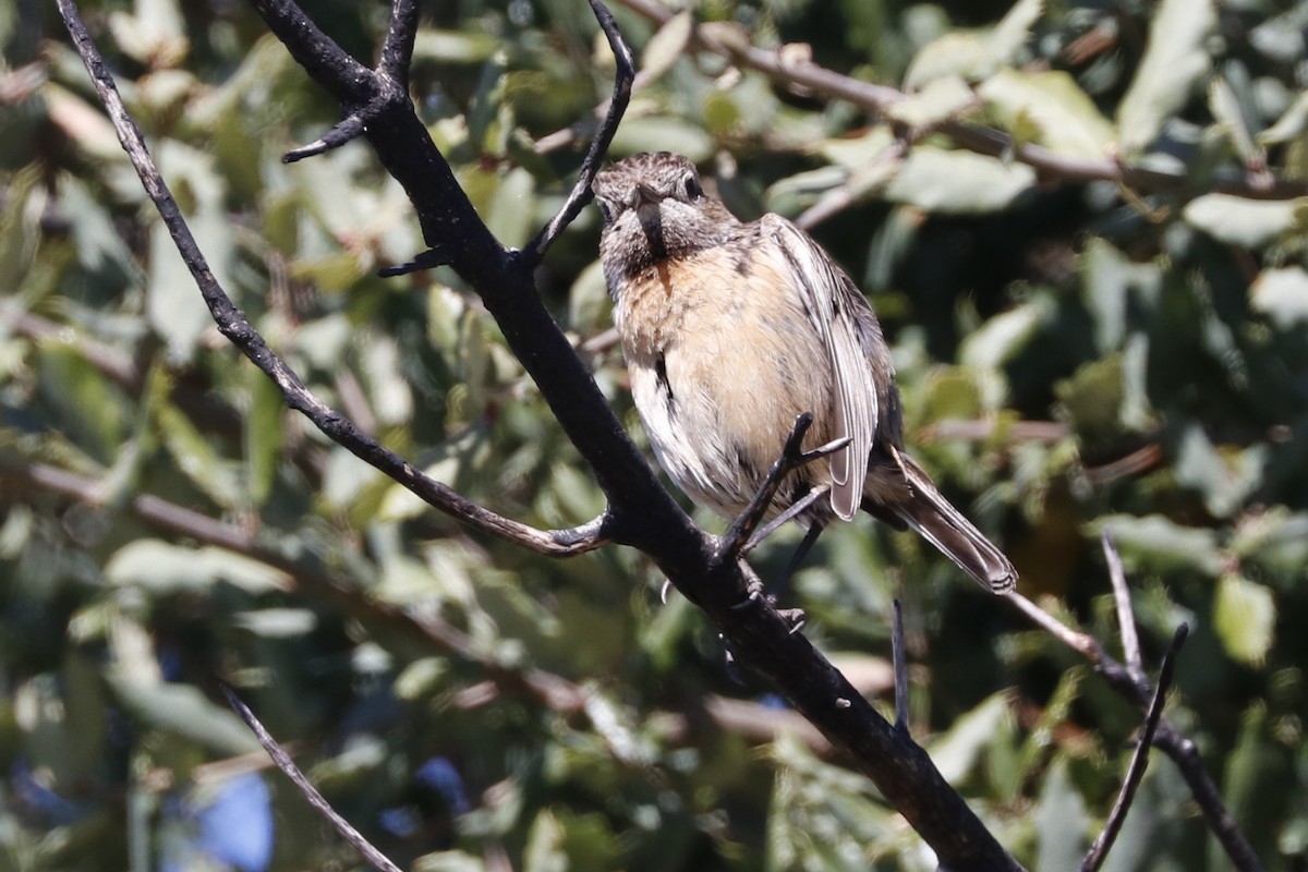 European Stonechat - Paulo Domingues