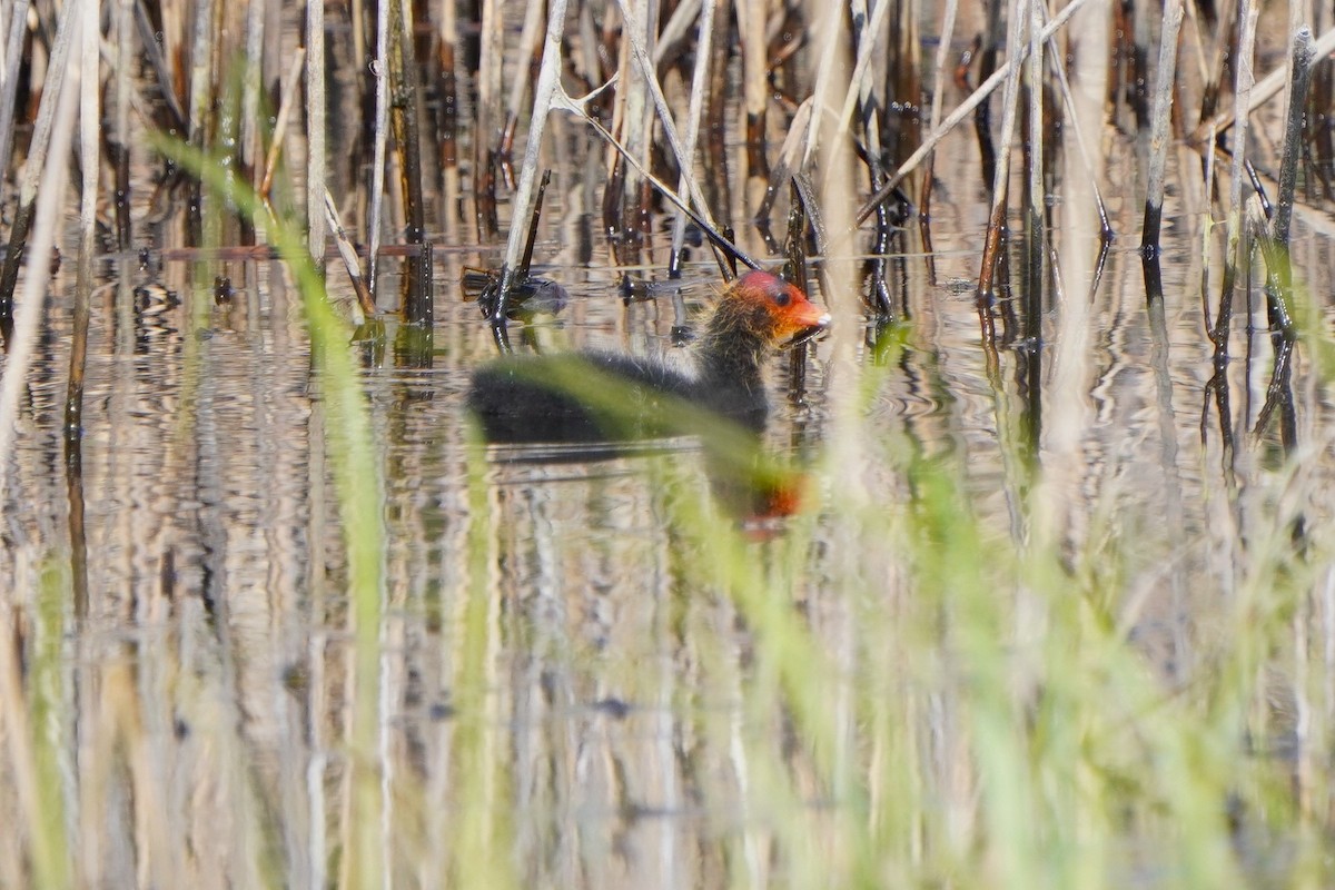 Eurasian Coot - Paweł Maciszkiewicz