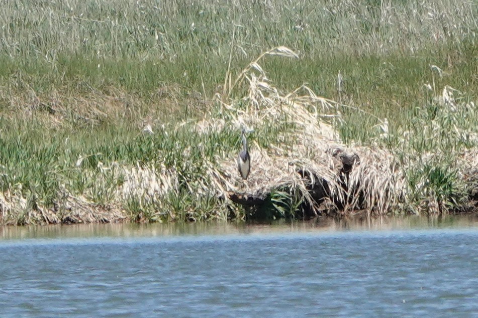 Tricolored Heron - ML619182668