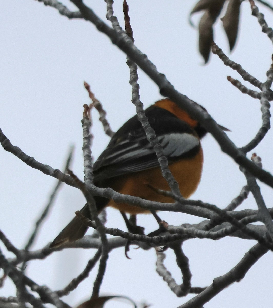 Bullock's Oriole - ML619182669