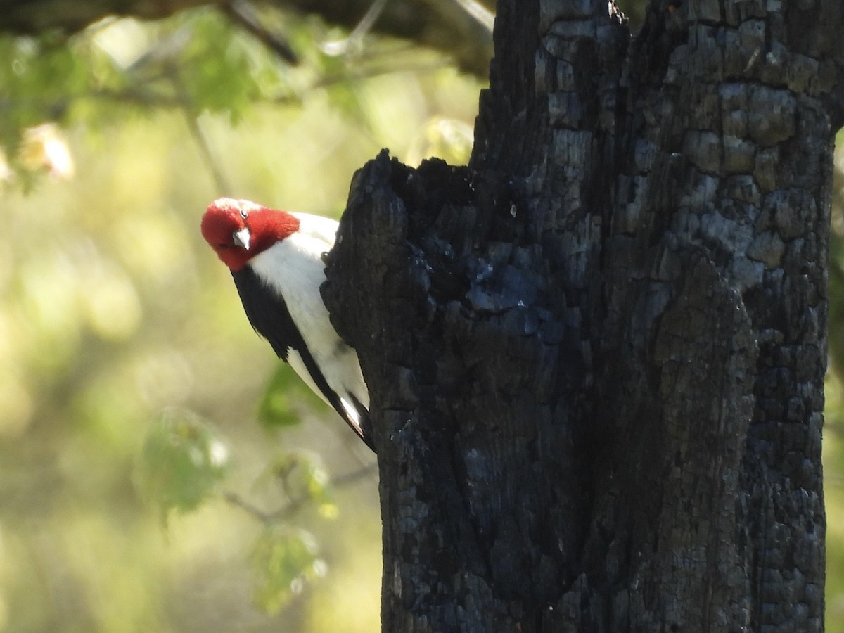 Red-headed Woodpecker - Ryan Gannon