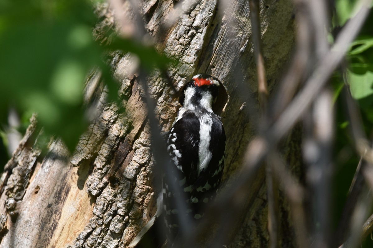 Downy Woodpecker - David and Ann Snodgrass
