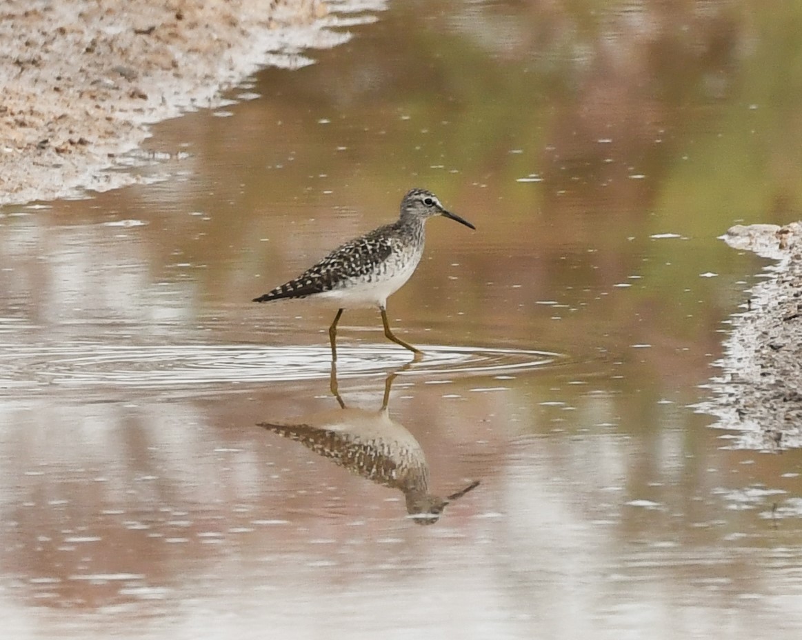 Wood Sandpiper - Vahid Ashrafi