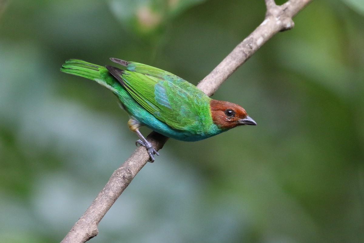 Bay-headed Tanager (Bay-and-blue) - Stu Elsom