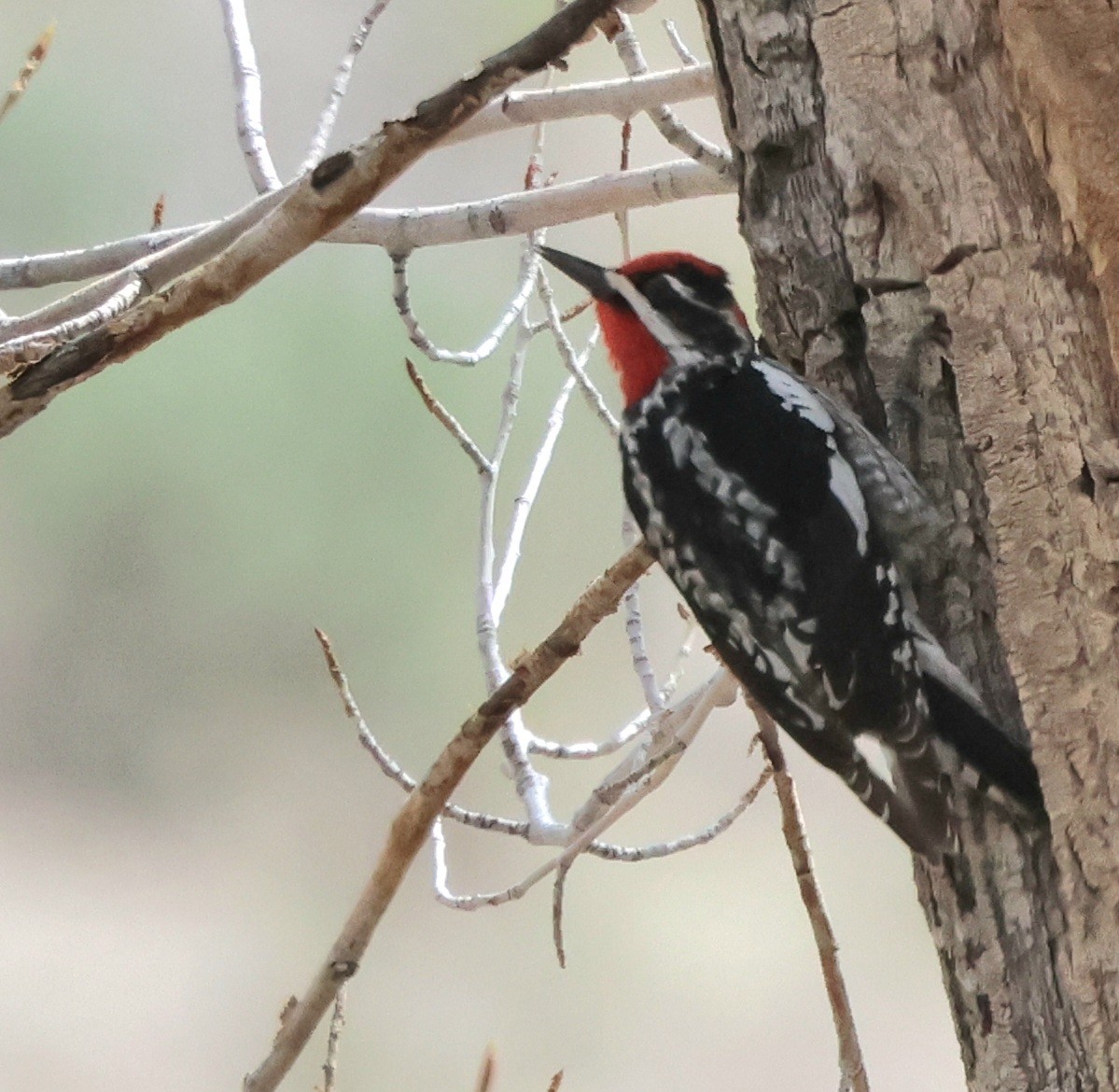 Red-naped Sapsucker - ML619182713