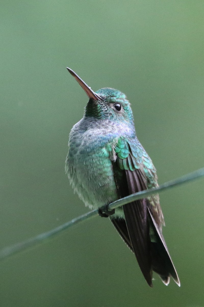 Blue-chested Hummingbird - Stu Elsom