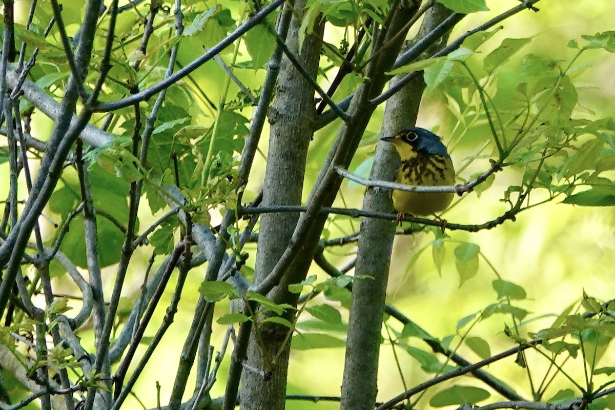 Canada Warbler - Russ  And Theresa