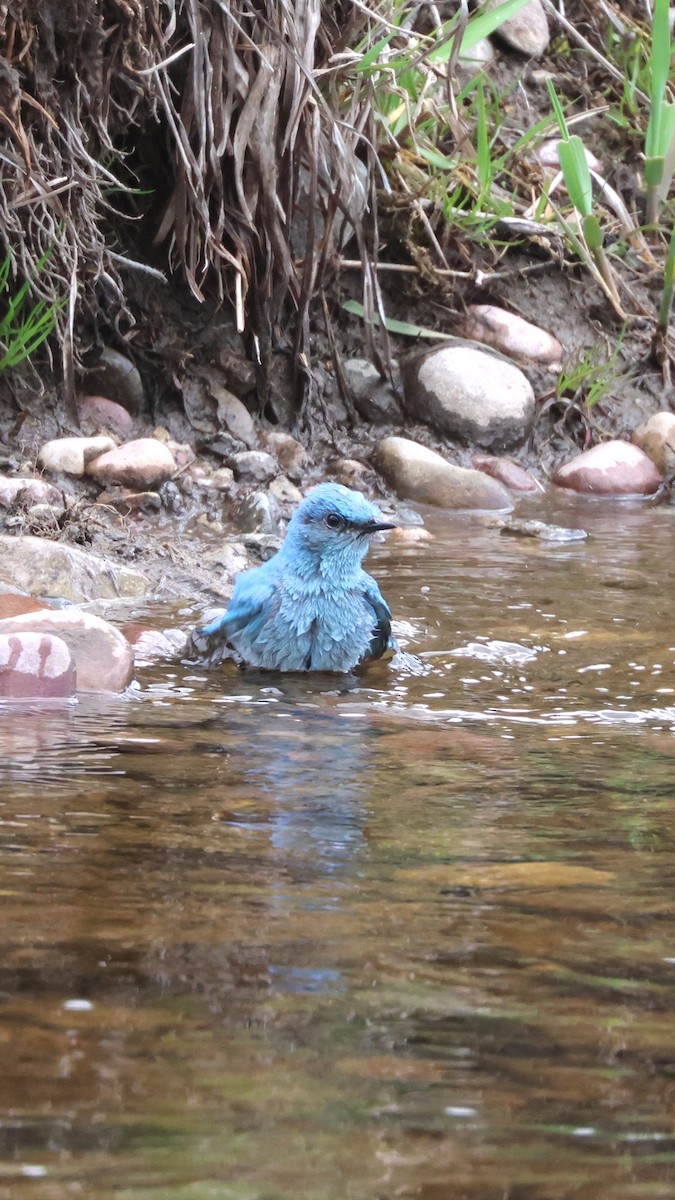 Mountain Bluebird - ML619182725