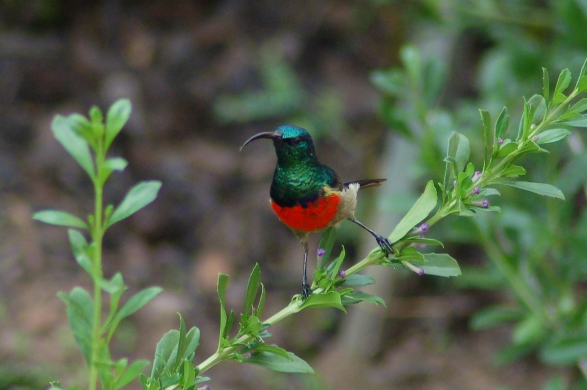 Greater Double-collared Sunbird - Jonathan Bowser