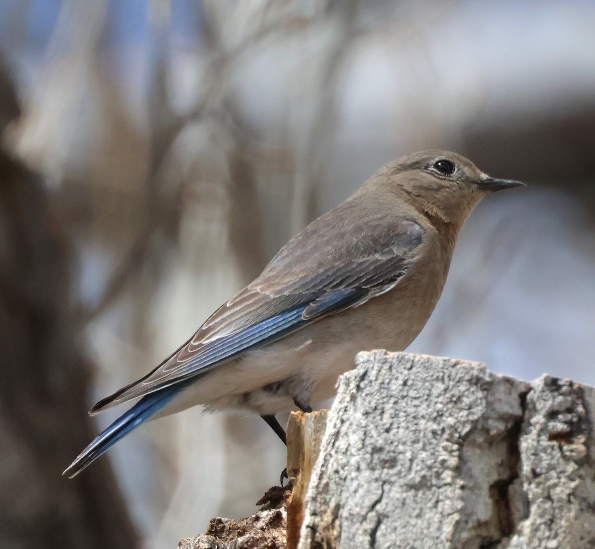 Mountain Bluebird - ML619182742