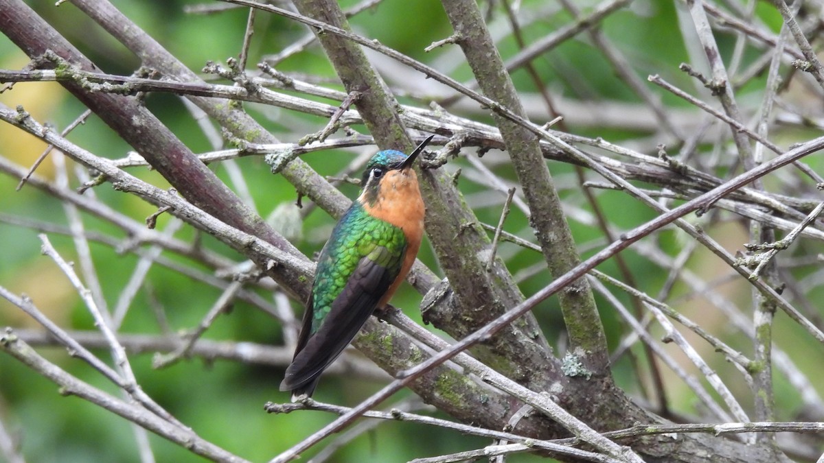 hummingbird sp. - Karen Evans