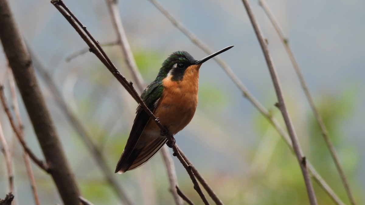 hummingbird sp. - Karen Evans