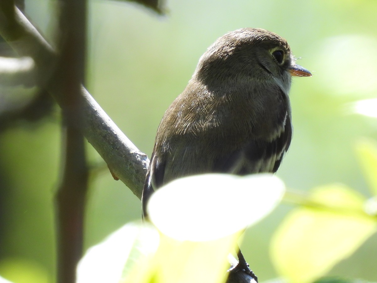 Least Flycatcher - Laura Griffin