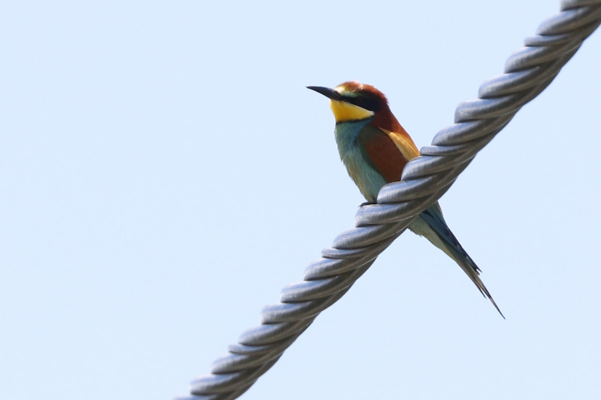 European Bee-eater - Paulo Domingues