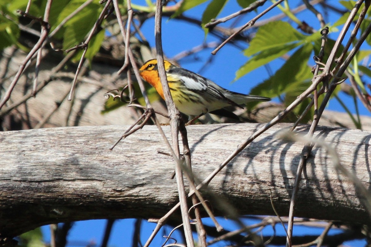 Blackburnian Warbler - ML619182753