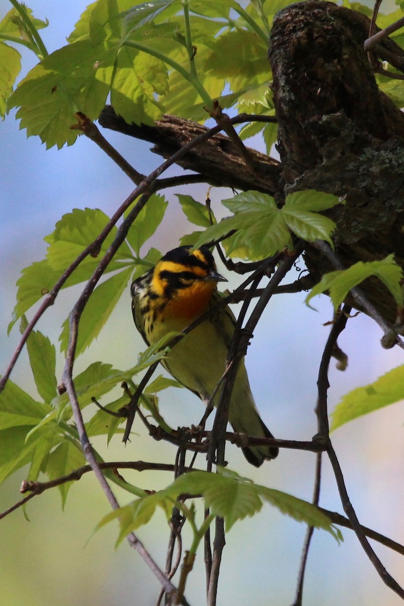 Blackburnian Warbler - Suzanne Picard