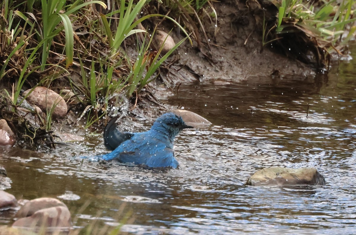 Mountain Bluebird - ML619182758