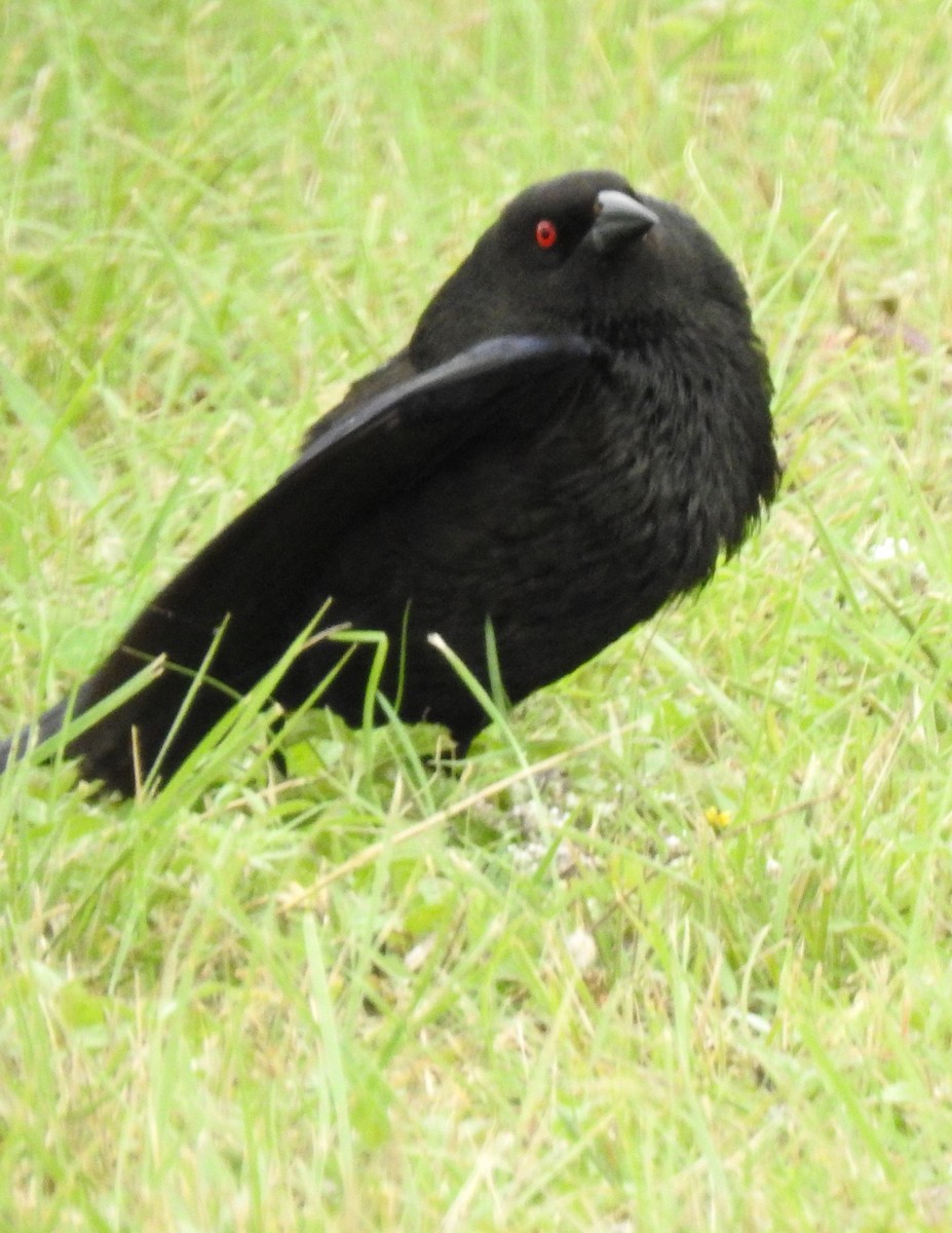 Bronzed Cowbird - Richard Park