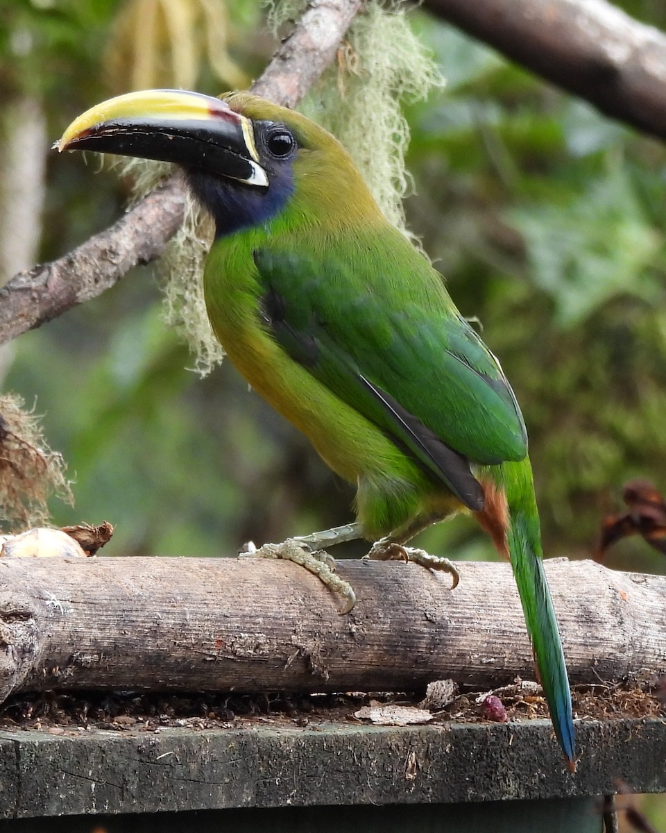 Northern Emerald-Toucanet - Karen Evans