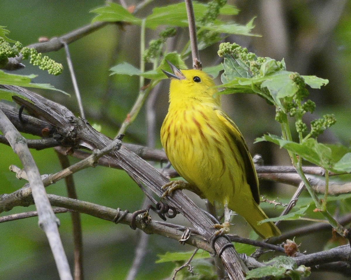 Yellow Warbler - ML619182770