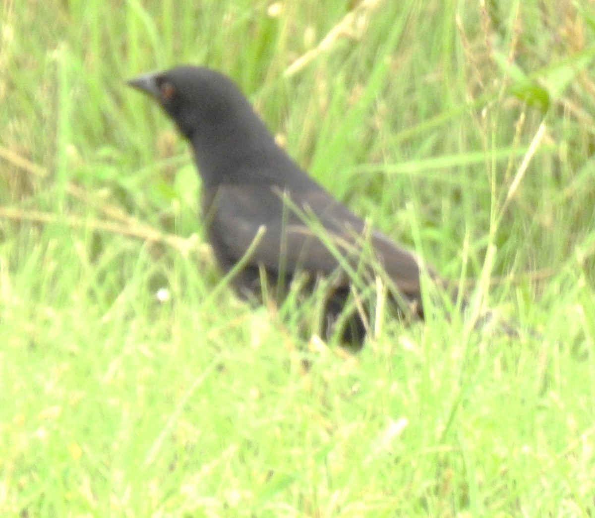 Bronzed Cowbird - Richard Park