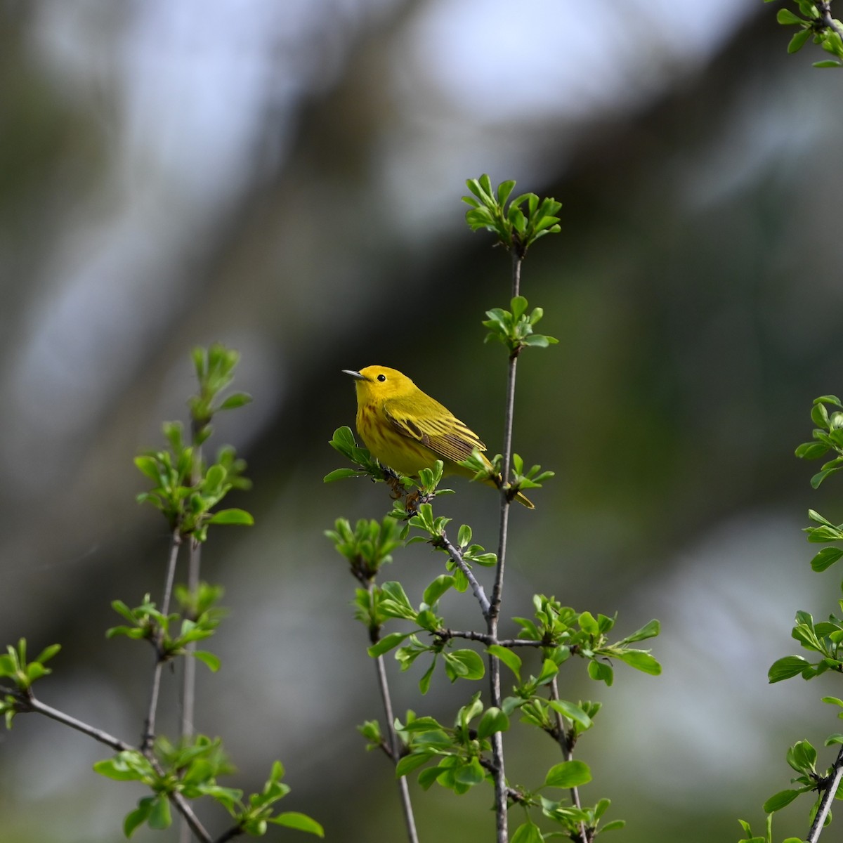 Yellow Warbler - Matthew Lalonde