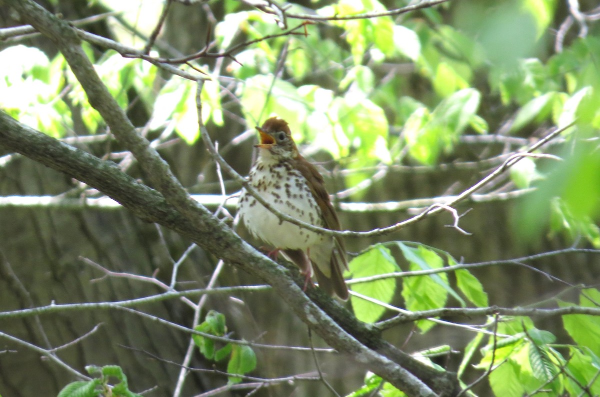 Wood Thrush - "Chia" Cory Chiappone ⚡️