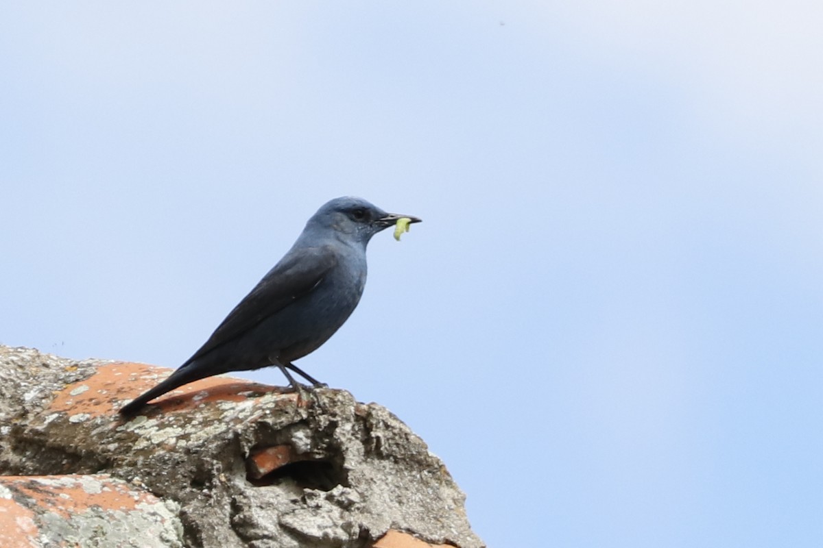 Blue Rock-Thrush - Paulo Domingues