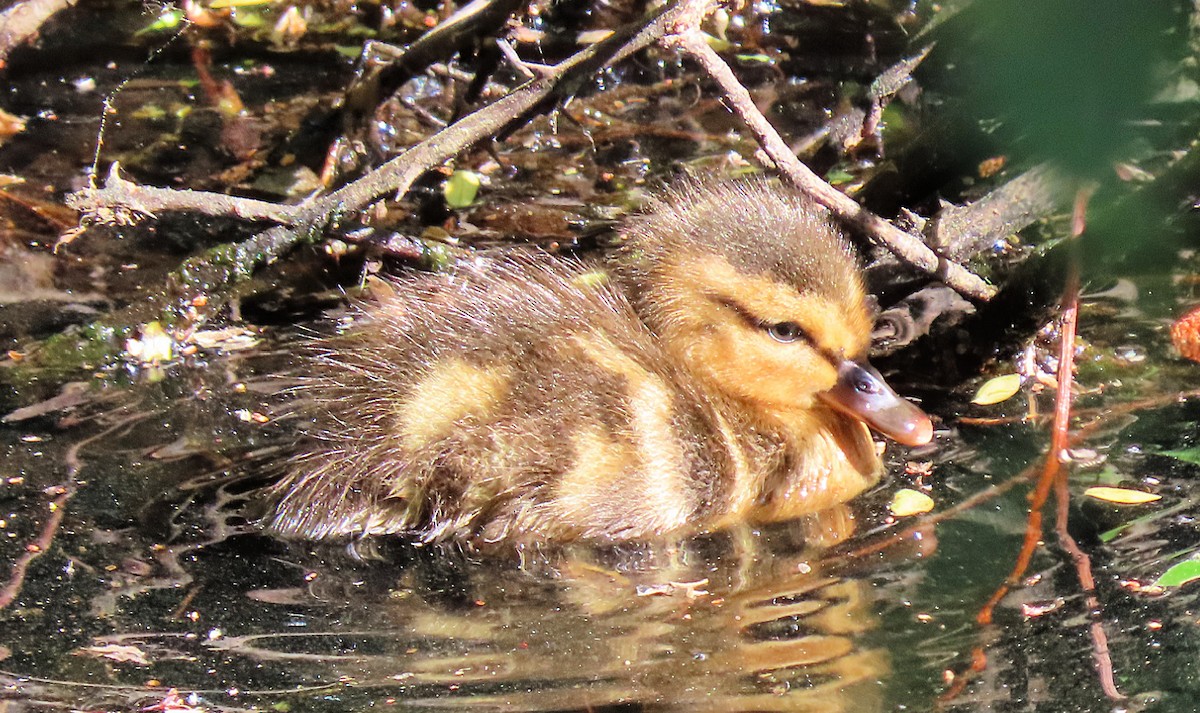 Mallard - Martha Keller