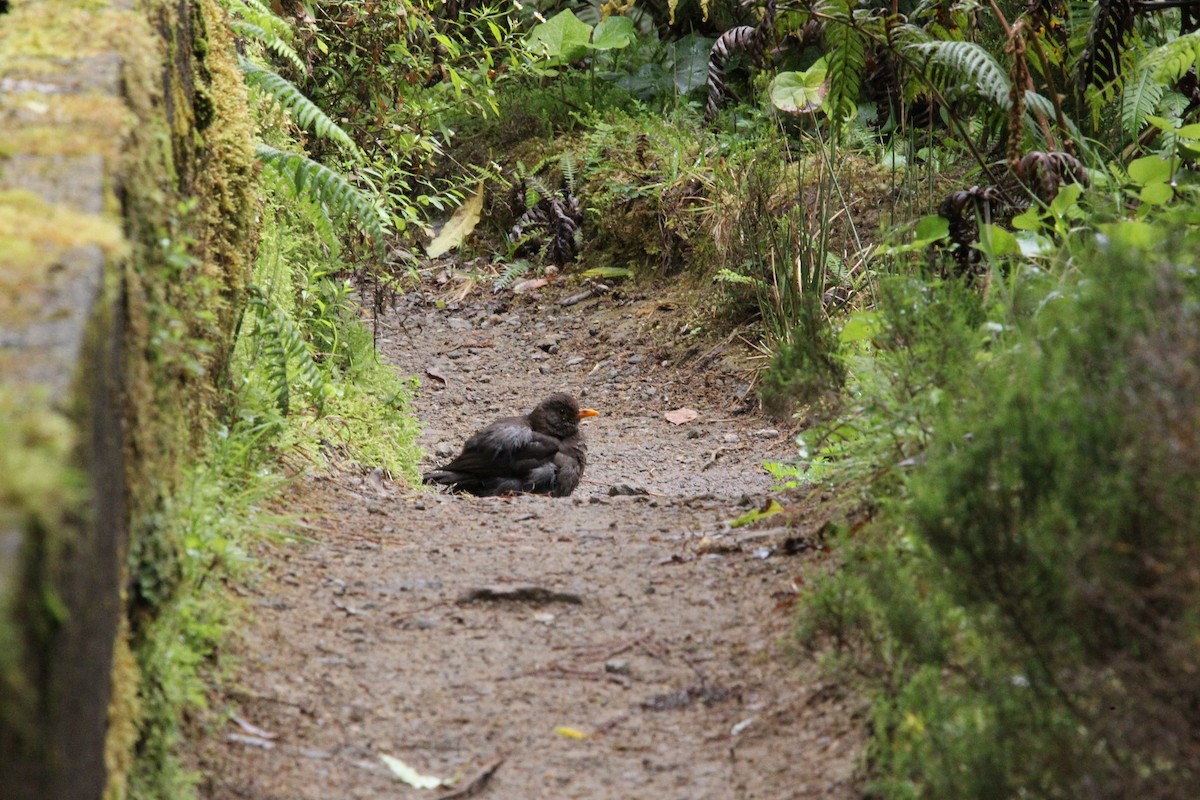 Eurasian Blackbird - ML619182825