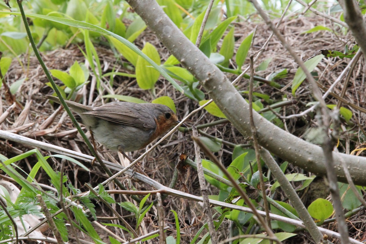 European Robin - Jack S