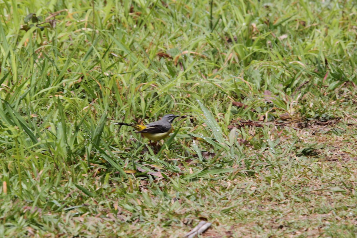 Gray Wagtail - Jack S