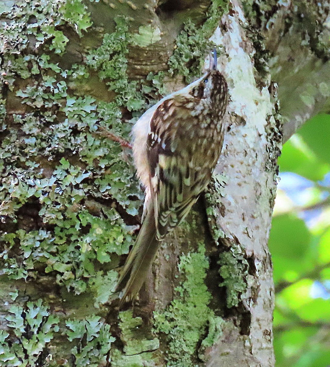 Brown Creeper - ML619182836