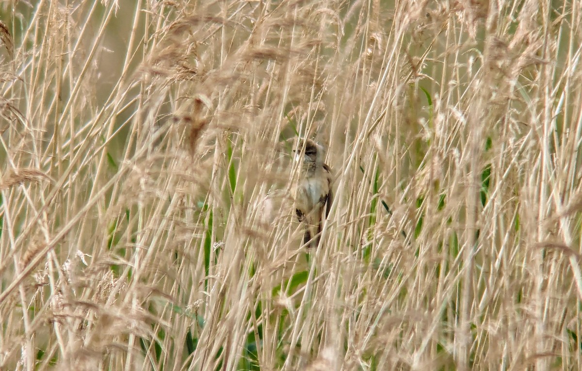 Great Reed Warbler - Rob Martin