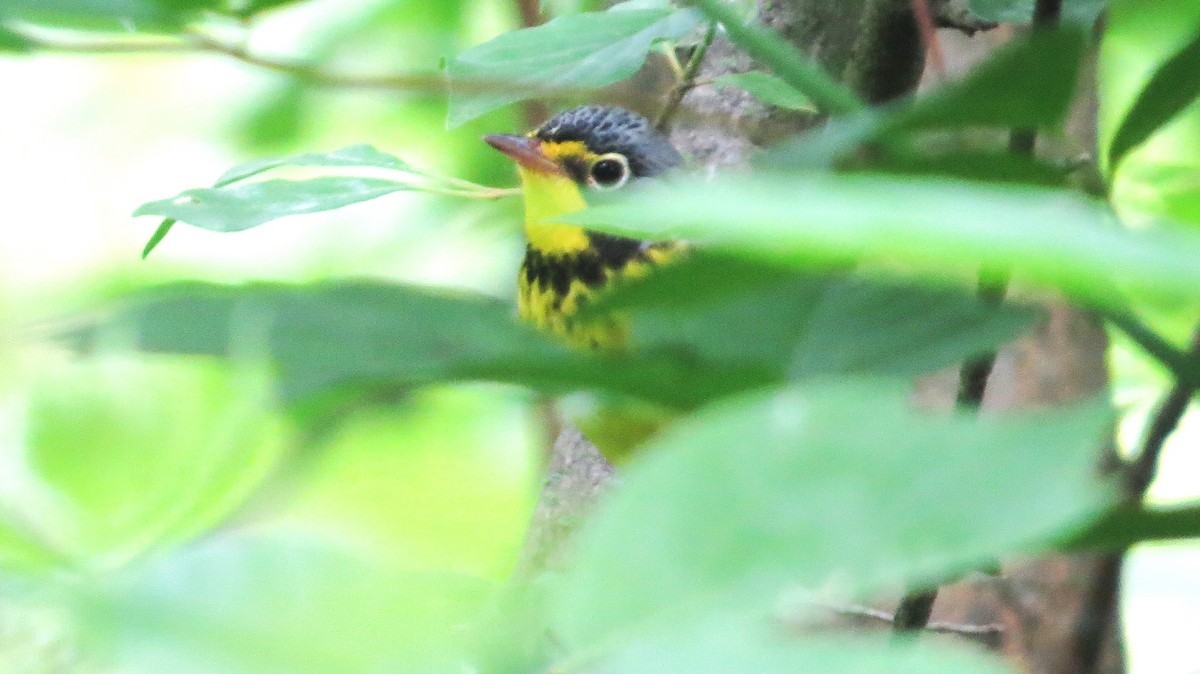 Canada Warbler - Vivek Govind Kumar