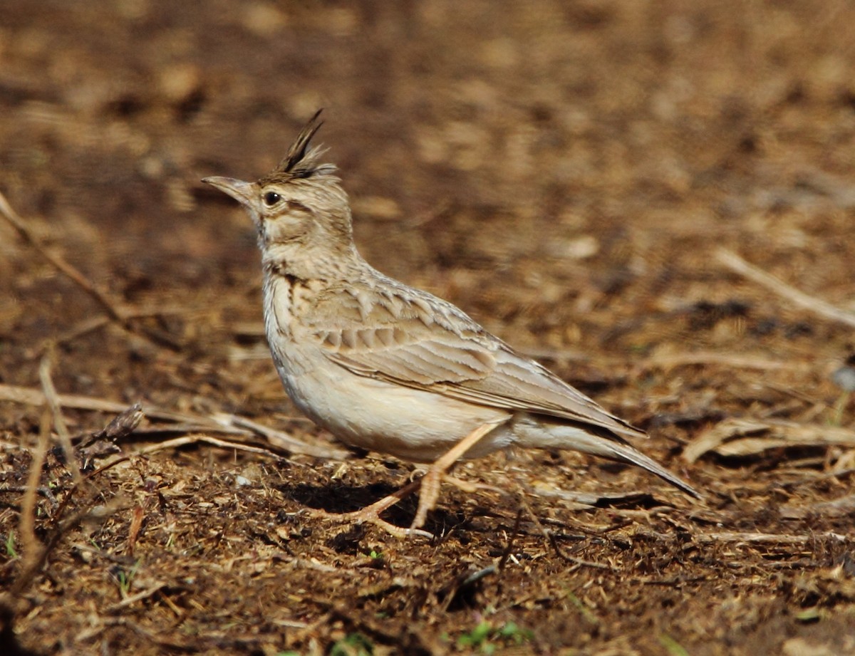 Crested Lark - ML619182851