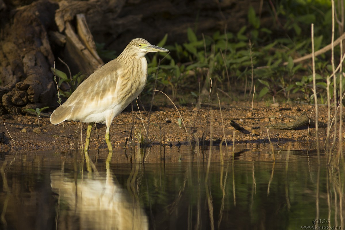 Squacco Heron - Javier Gómez González