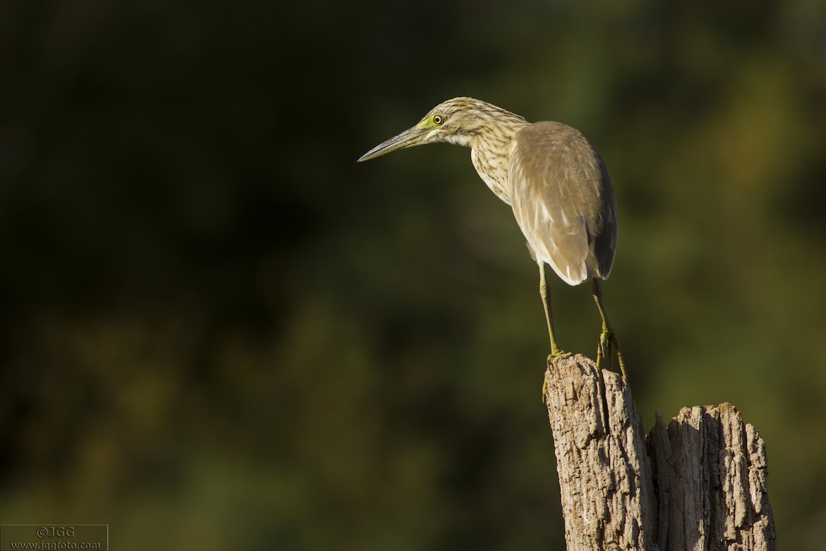 Squacco Heron - Javier Gómez González