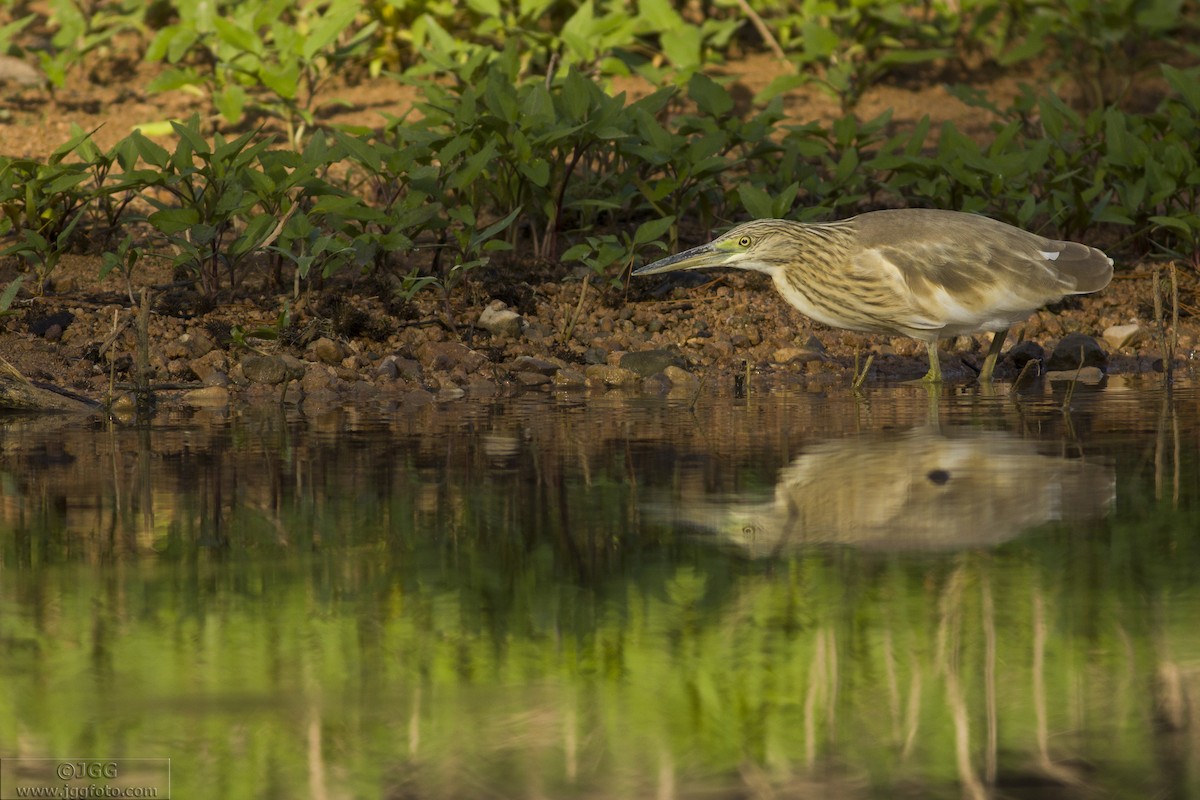 Squacco Heron - ML619182855